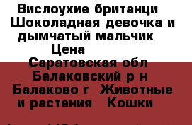 Вислоухие британци.  Шоколадная девочка и дымчатый мальчик. › Цена ­ 2 500 - Саратовская обл., Балаковский р-н, Балаково г. Животные и растения » Кошки   